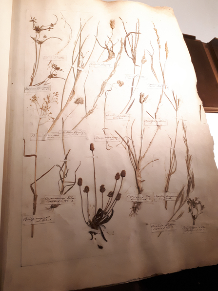 Pressed quaking grass in an old herbarium