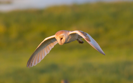 Barn owl hunting