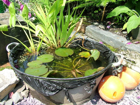 How To Create A Mini Pond The Wildlife Trusts - How To Build A Small Patio Pond
