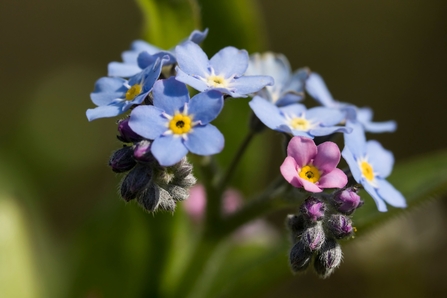 A small cluster of delicate blue forget-me-not flowers, with a pink flwoer in the foreground