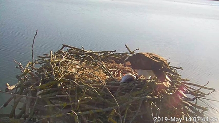 Maya and 150th osprey chick