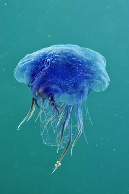 Blue jellyfish