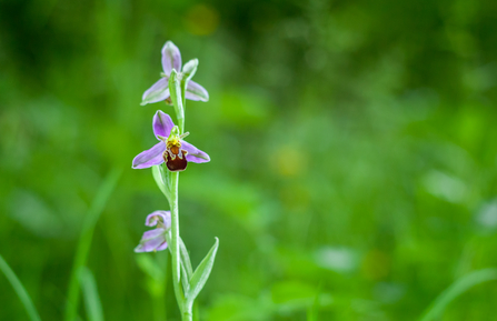 Bee orchid at Gwent Levels
