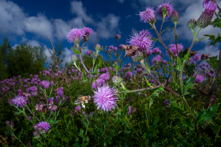 Bee at Gwent Levels