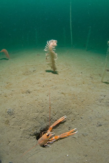 Dublin bay prawn and sea pens