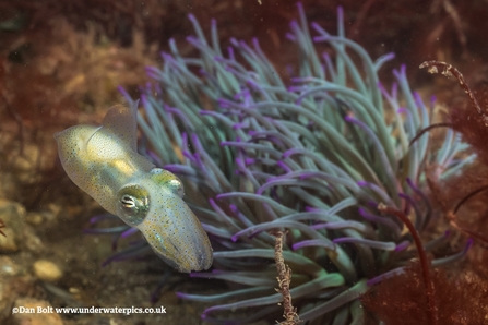 Little cuttlefish. Scientific name: Sepiola atlantica