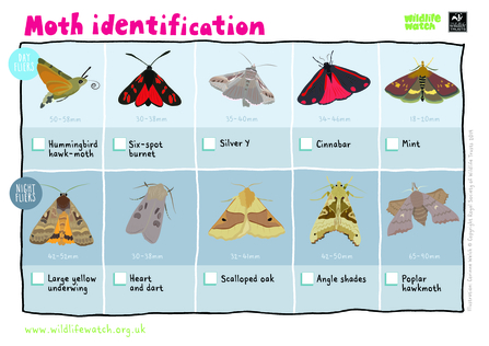 Moth Recognition Chart
