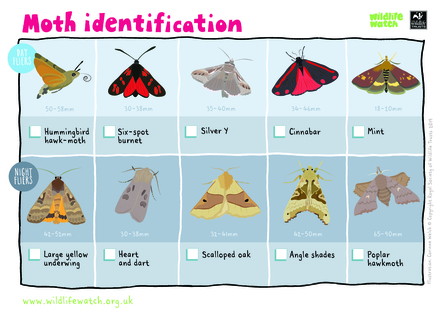 Moth Identification Chart