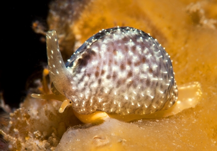 Spotted Cowrie