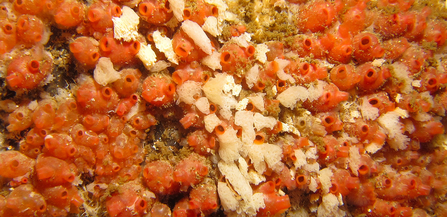 Baked bean ascidian (sea squirt)