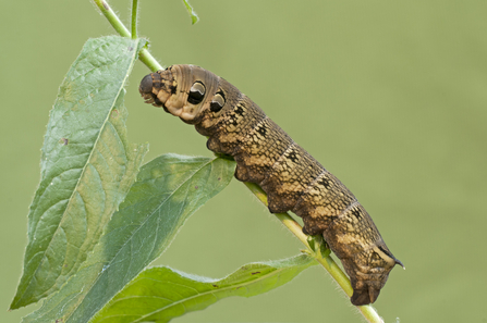 Black Caterpillar Identification Chart