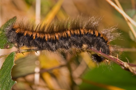 Black Caterpillar Identification Chart