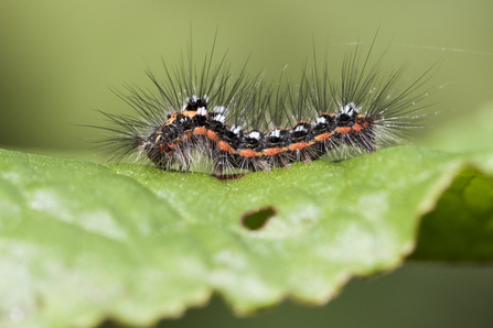 Black Caterpillar Identification Chart