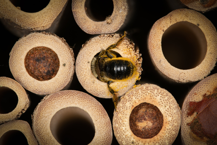 pic of different bees