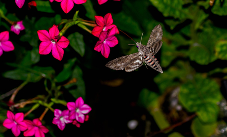 Convolvulus hawk-moth