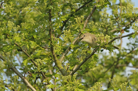 Garden warbler singing in a hawthorn hedge