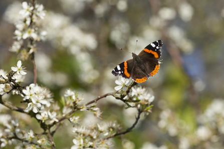 Red admiral on blackthorn blossom