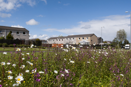 Wildflower verge