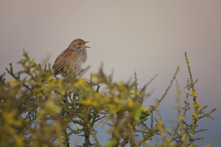 Dunnock singing from a hedge