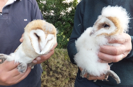 Ulster barn owl chicks