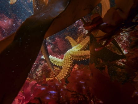 starfish