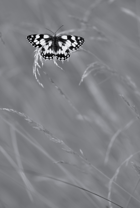 marbled white