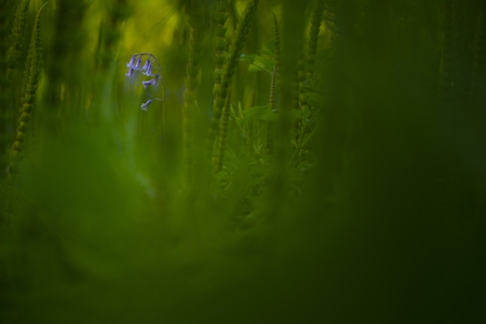 bluebell