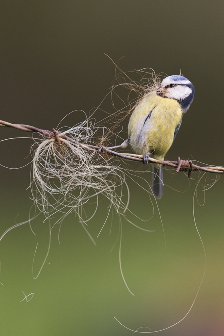 blue tit