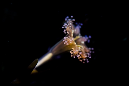 jellyfish