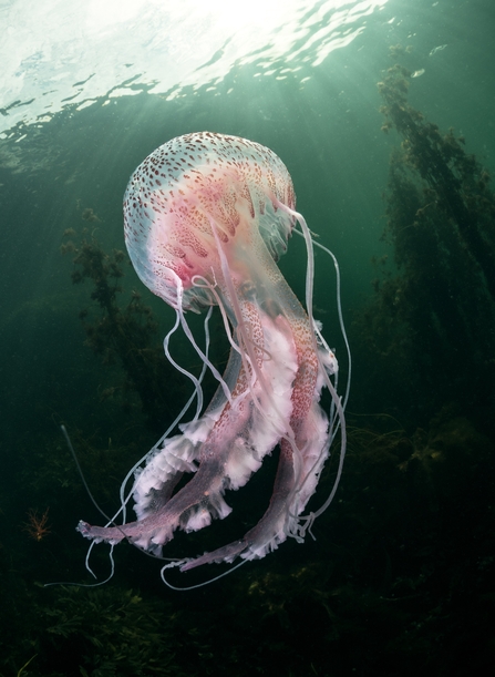jellyfish