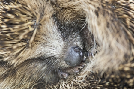 hog