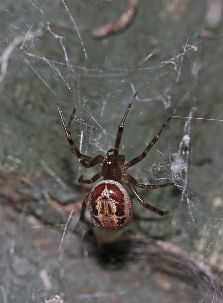Noble false widow spider