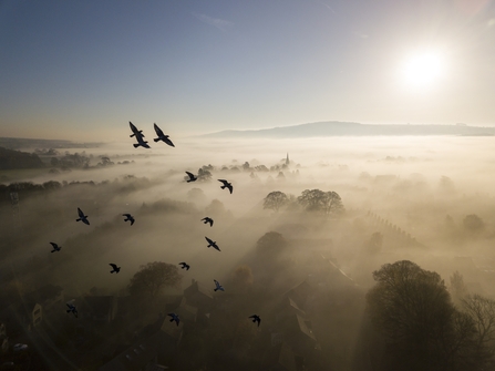 rock doves