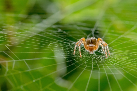 spider