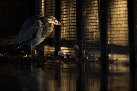 Heron