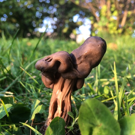 Elfin saddle