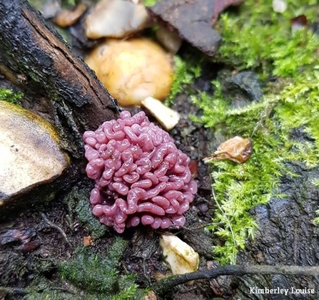 Purple Jelly disc fungi
