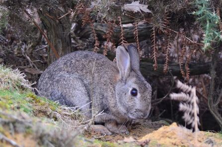 Mad as a march hare | The Wildlife Trusts