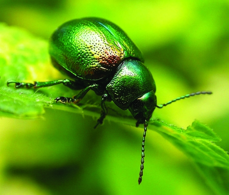 Tansy beetle