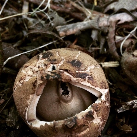 Collared Earthstar 