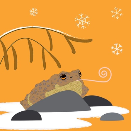 toad in the snow