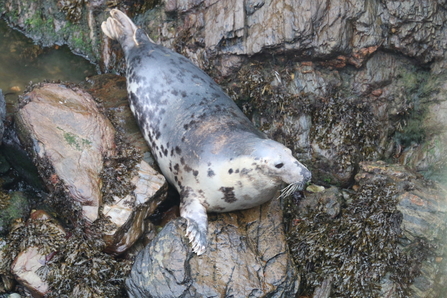 Tulip the seal