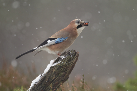 Jay gathering food to store for winter