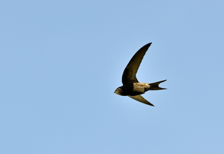 A swift in flight