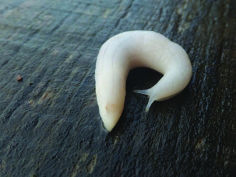 Ghost slug