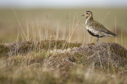 plover