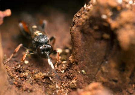 Parasitic wasp (Ichneumon suspiciosus)
