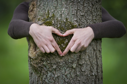 tree heart