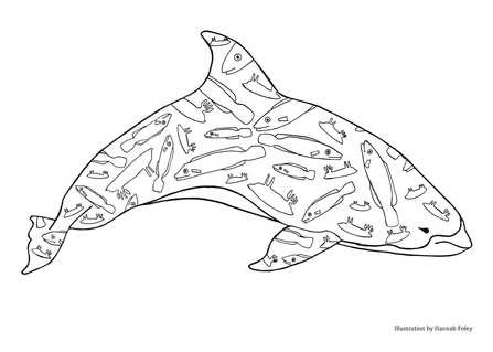 Dolphin colouring in sheet
