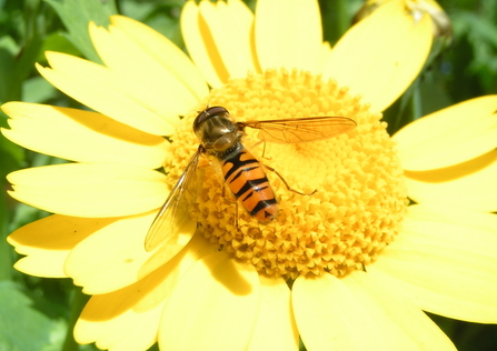 Hoverfly on corn marigold